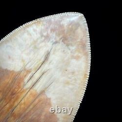 Indonesian Megalodon Shark Tooth 5.10 Real Unrestored Shark Teeth Fossils