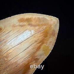 Indonesian Megalodon Shark Tooth 5.10 Real Unrestored Shark Teeth Fossils