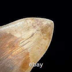 Indonesian Megalodon Shark Tooth 5.10 Real Unrestored Shark Teeth Fossils