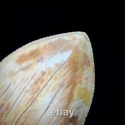 Indonesian Megalodon Shark Tooth 5.10 Real Unrestored Shark Teeth Fossils