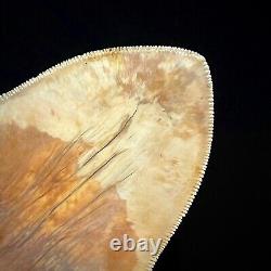 Indonesian Megalodon Shark Tooth 5.10 Real Unrestored Shark Teeth Fossils
