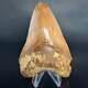 Indonesian Megalodon Shark Tooth 5.31 Real Unrestored