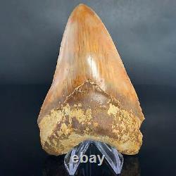 Indonesian Megalodon Shark Tooth 5.31 Real Unrestored