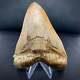 Indonesian Megalodon Shark Tooth 5 3/8 Repaired Real Fossil