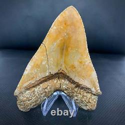 Indonesian Megalodon Shark Tooth 5 3/8 Repaired Real Fossil