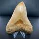 Indonesian Megalodon Shark Tooth 5 5/8 Repaired Real Fossil