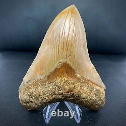 Indonesian Megalodon Shark Tooth 5 5/8 Repaired Real Fossil