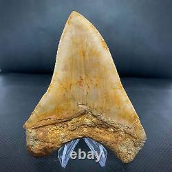 Indonesian Megalodon Shark Tooth 5 5/8 Repaired Real Fossil
