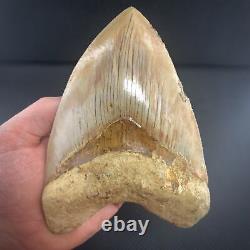 Indonesian Megalodon Shark Tooth 5.89 Real Unrestored Almost 6 Inch Megalodon