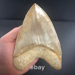 Indonesian Megalodon Shark Tooth 5.89 Real Unrestored Almost 6 Inch Megalodon
