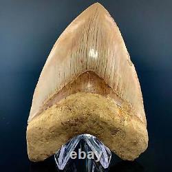 Indonesian Megalodon Shark Tooth 5.89 Real Unrestored Almost 6 Inch Megalodon