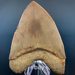 Indonesian Megalodon Shark Tooth 5.89 Real Unrestored Almost 6 Inch Megalodon