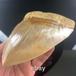 Indonesian Megalodon Shark Tooth 5.89 Real Unrestored Almost 6 Inch Megalodon