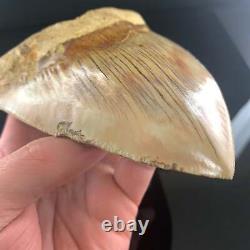 Indonesian Megalodon Shark Tooth 5.89 Real Unrestored Almost 6 Inch Megalodon