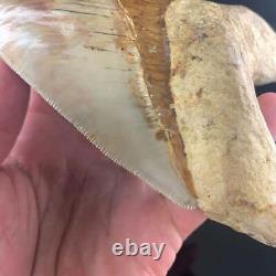 Indonesian Megalodon Shark Tooth 5.89 Real Unrestored Almost 6 Inch Megalodon