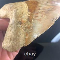 Indonesian Megalodon Shark Tooth 5.89 Real Unrestored Almost 6 Inch Megalodon