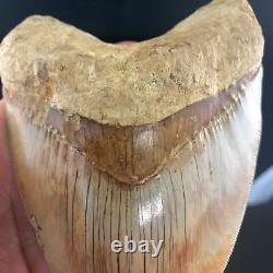 Indonesian Megalodon Shark Tooth 5.89 Real Unrestored Almost 6 Inch Megalodon