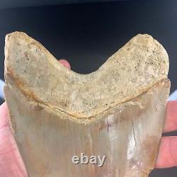 Indonesian Megalodon Shark Tooth 5.89 Real Unrestored Almost 6 Inch Megalodon