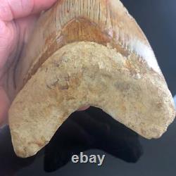 Indonesian Megalodon Shark Tooth 5.89 Real Unrestored Almost 6 Inch Megalodon