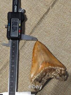 Indonesian Megalodon Shark Tooth Fossil INDO MEG 4.0 with Stand, UNRESTORED