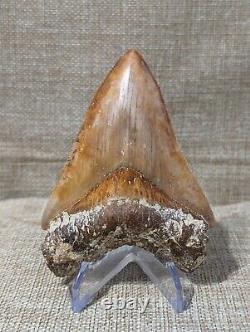 Indonesian Megalodon Shark Tooth Fossil INDO MEG 4.0 with Stand, UNRESTORED