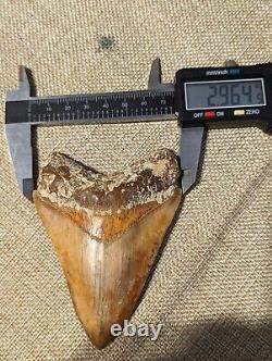 Indonesian Megalodon Shark Tooth Fossil INDO MEG 4.0 with Stand, UNRESTORED