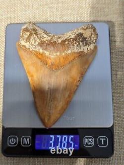 Indonesian Megalodon Shark Tooth Fossil INDO MEG 4.0 with Stand, UNRESTORED