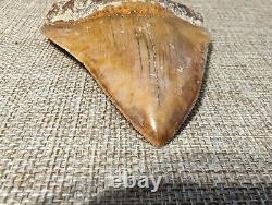 Indonesian Megalodon Shark Tooth Fossil INDO MEG 4.0 with Stand, UNRESTORED