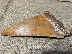 Indonesian Megalodon Shark Tooth Fossil INDO MEG 4.0 with Stand, UNRESTORED