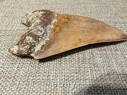 Indonesian Megalodon Shark Tooth Fossil INDO MEG 4.0 with Stand, UNRESTORED