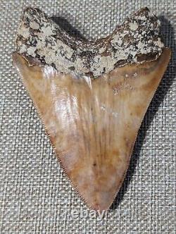 Indonesian Megalodon Shark Tooth Fossil INDO MEG 4.0 with Stand, UNRESTORED