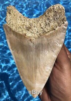 Indonesian Megalodon Shark Tooth, NO RESTORATION! Just Shy Of 6, Rare Location