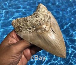 Indonesian Megalodon Shark Tooth, NO RESTORATION! Just Shy Of 6, Rare Location