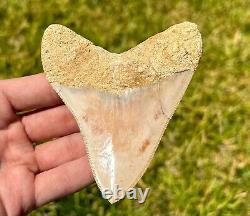 Indonesian Megalodon Sharks Tooth HUGE 3.9 Fossil Indonesia Meg Megladon