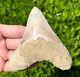 Indonesian Megalodon Sharks Tooth Huge 4.1 Fossil Serrated Megladon Indonesia