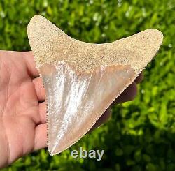 Indonesian Megalodon Sharks Tooth HUGE 4.1 Fossil Serrated Megladon Indonesia