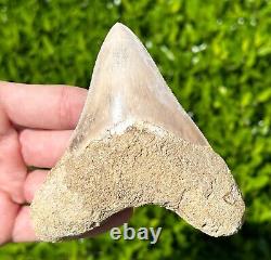 Indonesian Megalodon Sharks Tooth HUGE 4.1 Fossil Serrated Megladon Indonesia