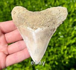 Indonesian Megalodon Sharks Tooth HUGE 4.1 Fossil Serrated Megladon Indonesia