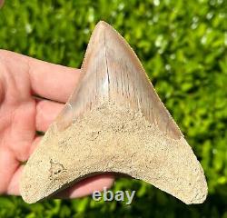 Indonesian Megalodon Sharks Tooth HUGE 4.1 Fossil Serrated Megladon Indonesia