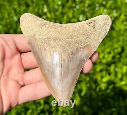 Indonesian Megalodon Sharks Tooth HUGE 4.1 Fossil Serrated Megladon Indonesia