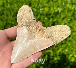 Indonesian Megalodon Sharks Tooth HUGE 4.1 Fossil Serrated Megladon Indonesia