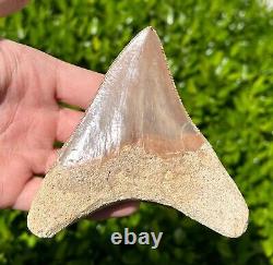 Indonesian Megalodon Sharks Tooth HUGE 4.1 Fossil Serrated Megladon Indonesia