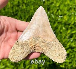 Indonesian Megalodon Sharks Tooth HUGE 4.1 Fossil Serrated Megladon Indonesia