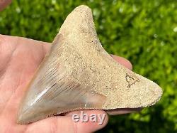 Indonesian Megalodon Sharks Tooth HUGE 4.1 Fossil Serrated Megladon Indonesia