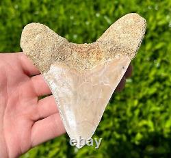 Indonesian Megalodon Sharks Tooth HUGE 4.1 Fossil Serrated Megladon Indonesia