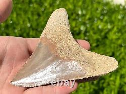 Indonesian Megalodon Sharks Tooth HUGE 4.1 Fossil Serrated Megladon Indonesia