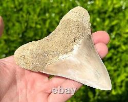 Indonesian Megalodon Sharks Tooth HUGE 4.1 Fossil Serrated Megladon Indonesia