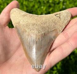 Indonesian Megalodon Sharks Tooth HUGE 4.1 Fossil Serrated Megladon Indonesia