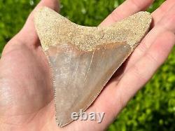 Indonesian Megalodon Sharks Tooth HUGE 4.1 Fossil Serrated Megladon Indonesia