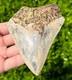 Indonesian Megalodon Sharks Tooth Huge 4.25 Fossil Serrated Megladon Indonesia